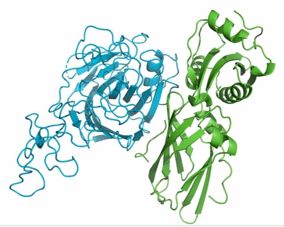 The docking model revealing a stable binding interaction between the secondary structures of SYNJ1.jpg